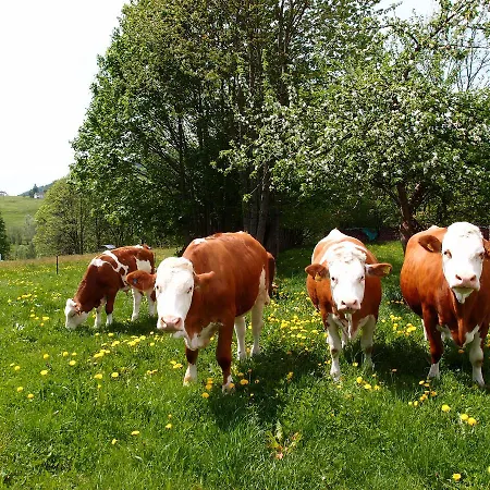 Bayerwald